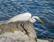 27th Jun 2022 - Egret in search of dinner #2