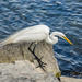 Egret in search of dinner #2 by dridsdale