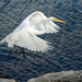 Egret Fly In #1 by dridsdale