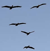 28th Jun 2022 - Graceful pelican soaring above the beach