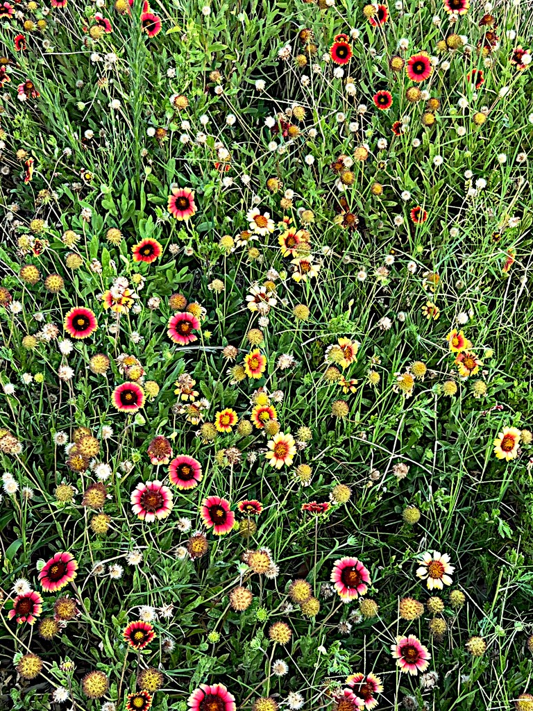 A small field if Indian blanket-flowers  by congaree