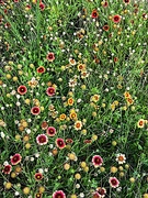 28th Jun 2022 - A small field if Indian blanket-flowers 