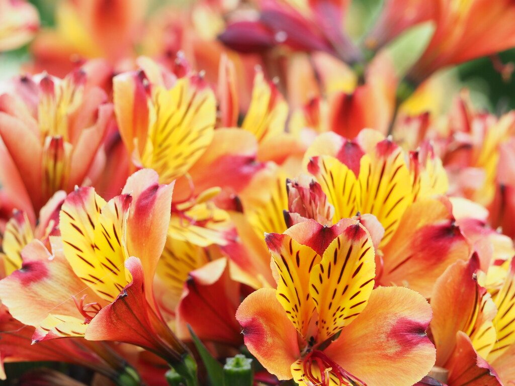 Alstroemeria Indian Summer by jacqbb