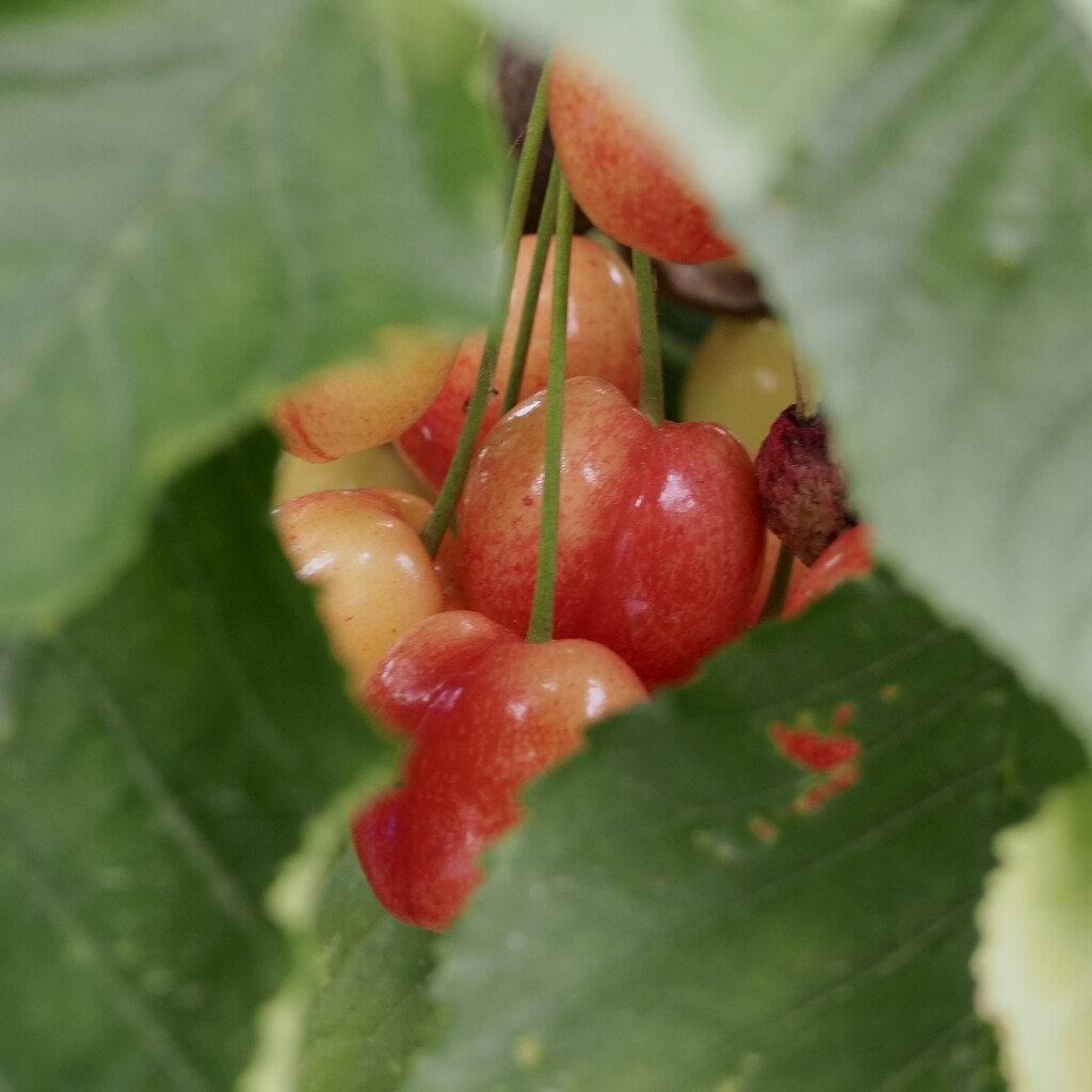 Cherries ripening by jacqbb