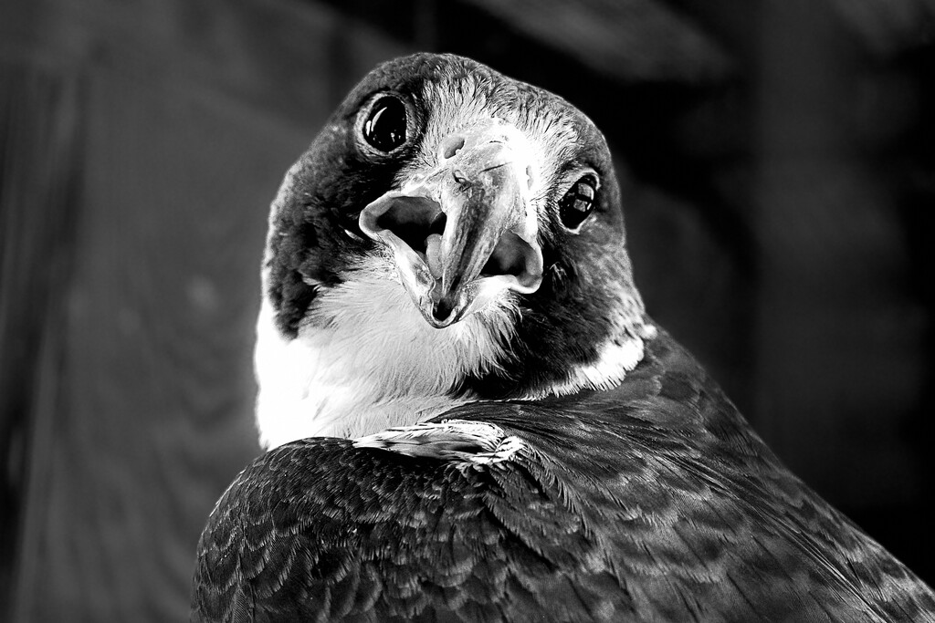 Falcon (?)  by vera365