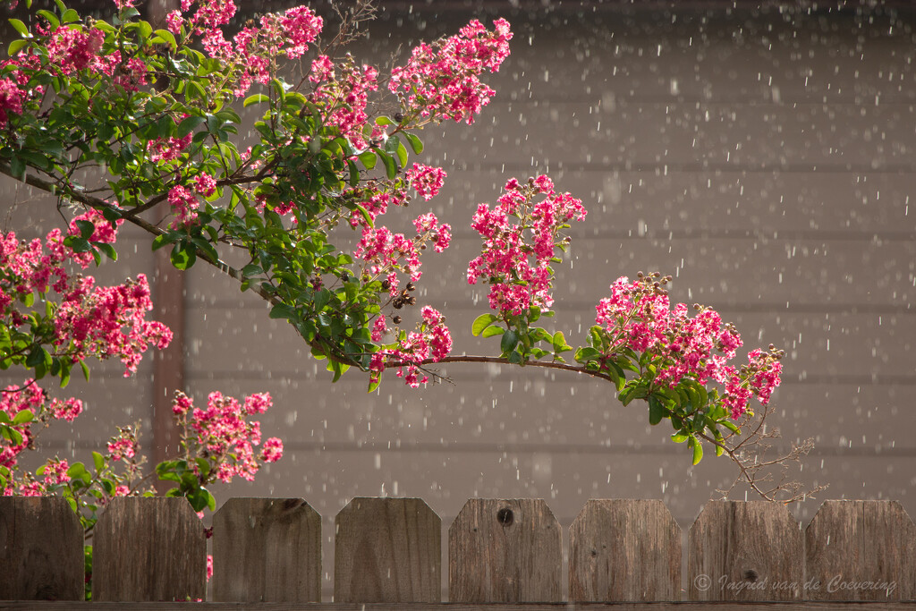 Sunshine, rain and Crepe Myrtle! by ingrid01