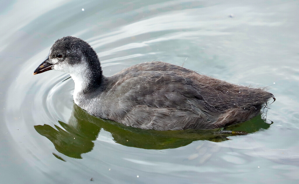 Juvenile Coot by lifeat60degrees