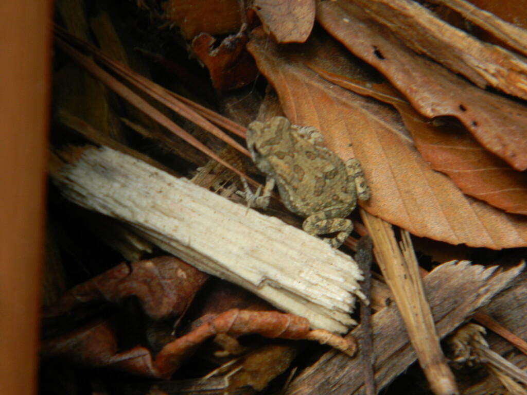 Frog at Playground Closeup by sfeldphotos