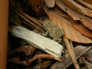 28th Jun 2022 - Frog at Playground Closeup