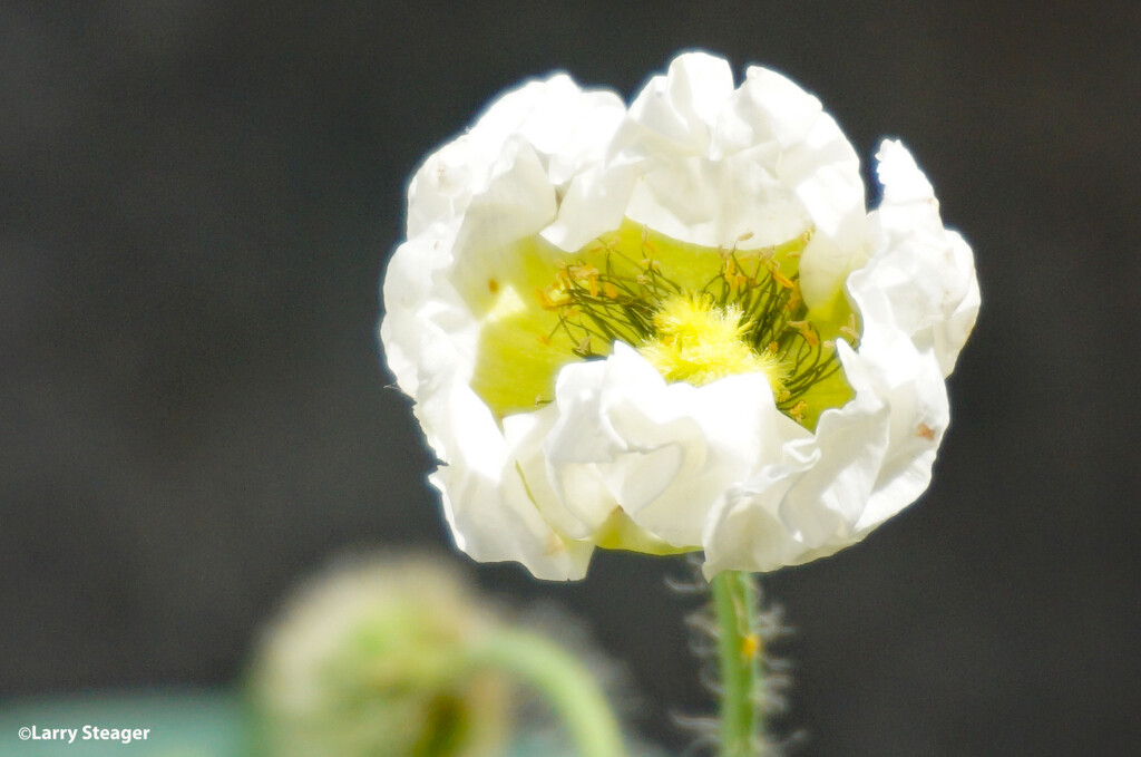 White Poppy by larrysphotos