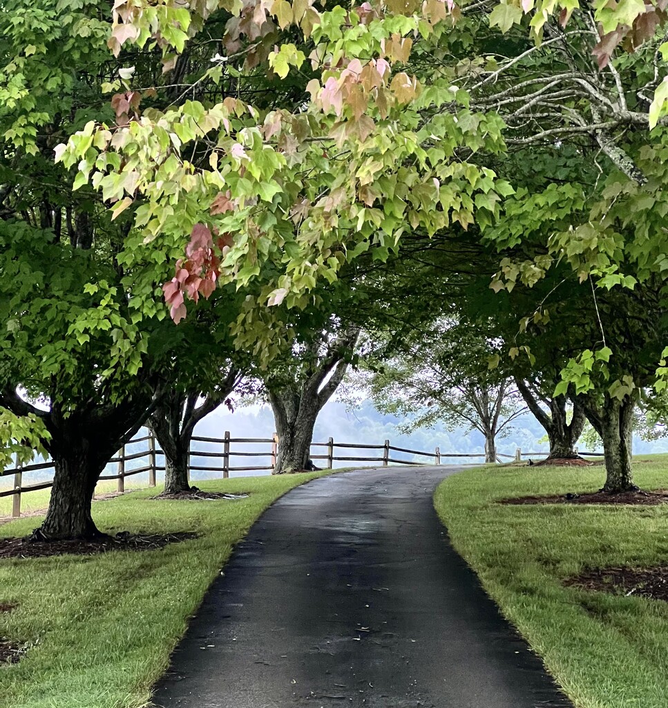 Tree Lined Drive by calm