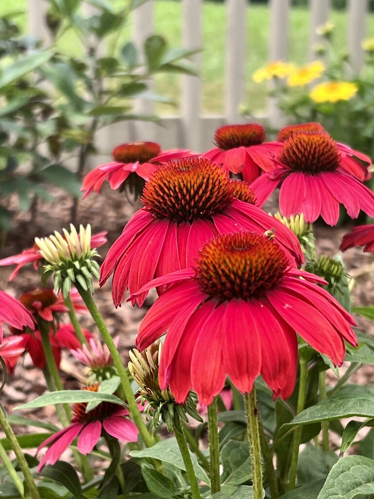 Red Coneflowers  by calm