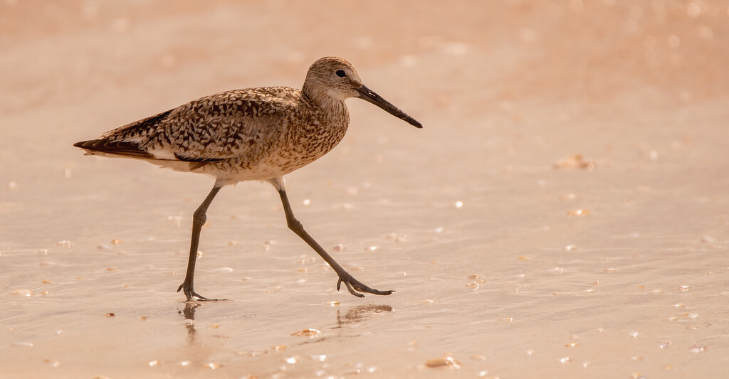 Willet, Taking a Stroll! by rickster549