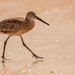 Willet, Taking a Stroll! by rickster549