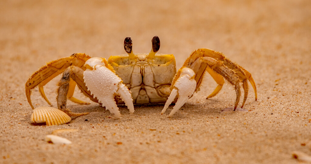 Ghost Crab! by rickster549