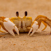 Ghost Crab!