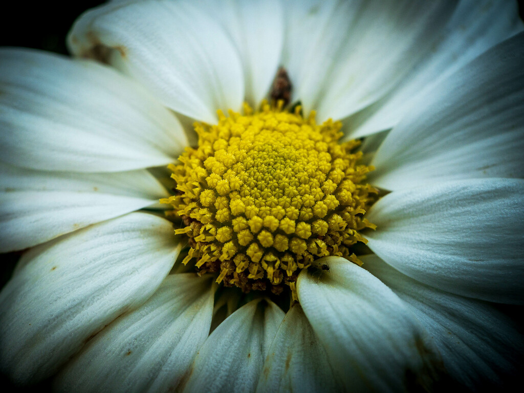 Macro Flower by jeffjones