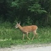 A deer!