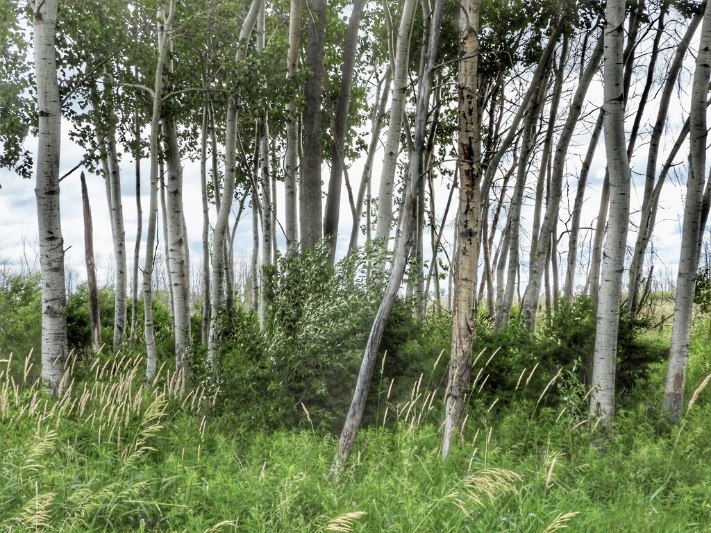 birches by amyk