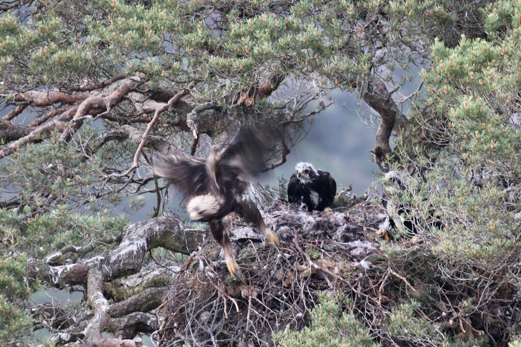 Golden Eagle Nest at Glen Tanar (5) by jamibann