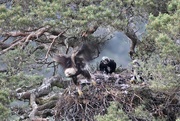 29th Jun 2022 - Golden Eagle Nest at Glen Tanar (5)