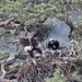 Golden Eagle Nest at Glen Tanar (5)