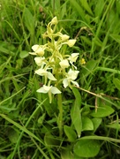 15th Jun 2022 - Butterfly Orchid