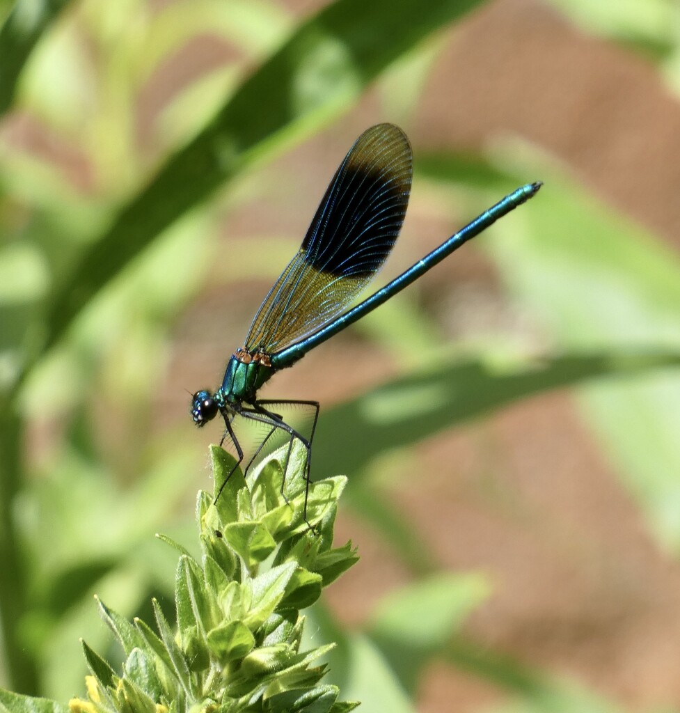 Beautiful Banded Demoiselle by orchid99