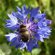 29th Jun 2022 - bee on blue 