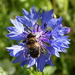 bee on blue  by quietpurplehaze