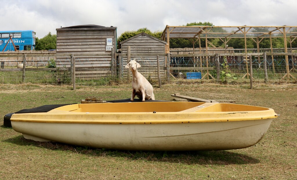 Goat on a boat  by jeremyccc