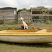 Goat on a boat 