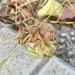 Newborn cicada