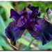 Black Iris by jnr