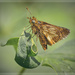 Fuzzy Golden Moth by gardencat