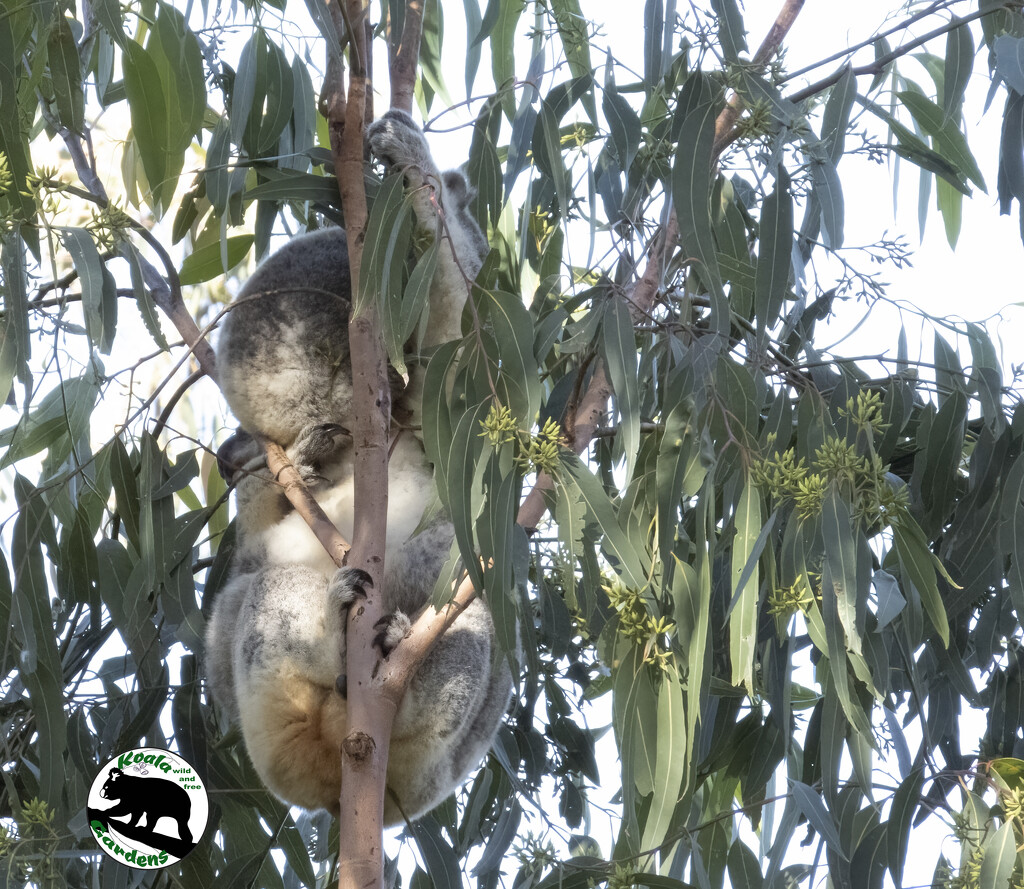 oooof! by koalagardens
