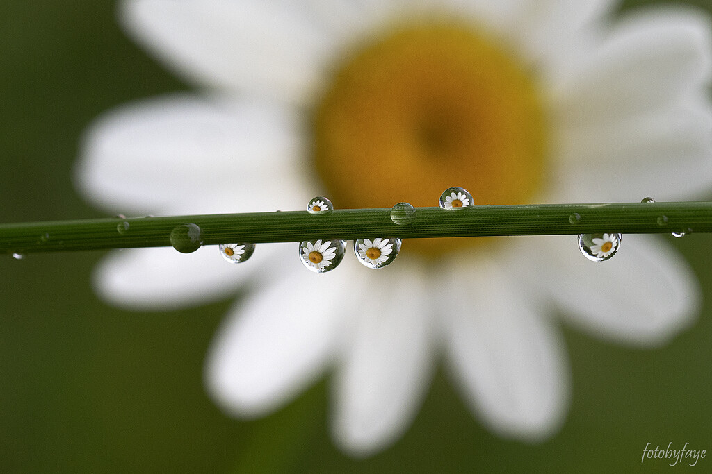 Daisy Droplets by fayefaye