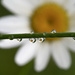 Daisy Droplets by fayefaye