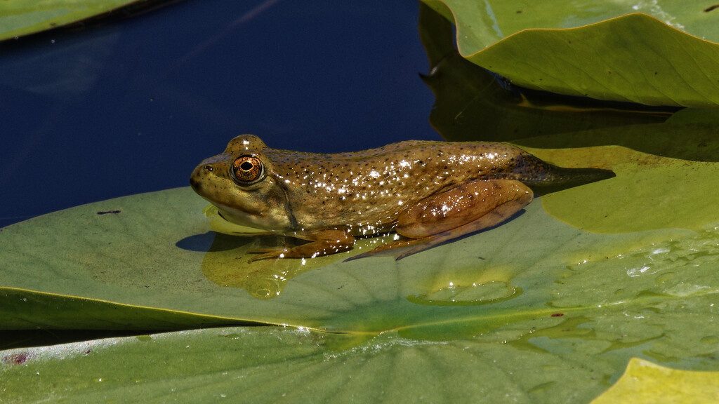 small frog on lily pad by rminer