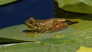 29th Jun 2022 - small frog on lily pad
