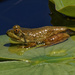 small frog on lily pad