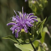 29th Jun 2022 - wild bergamot