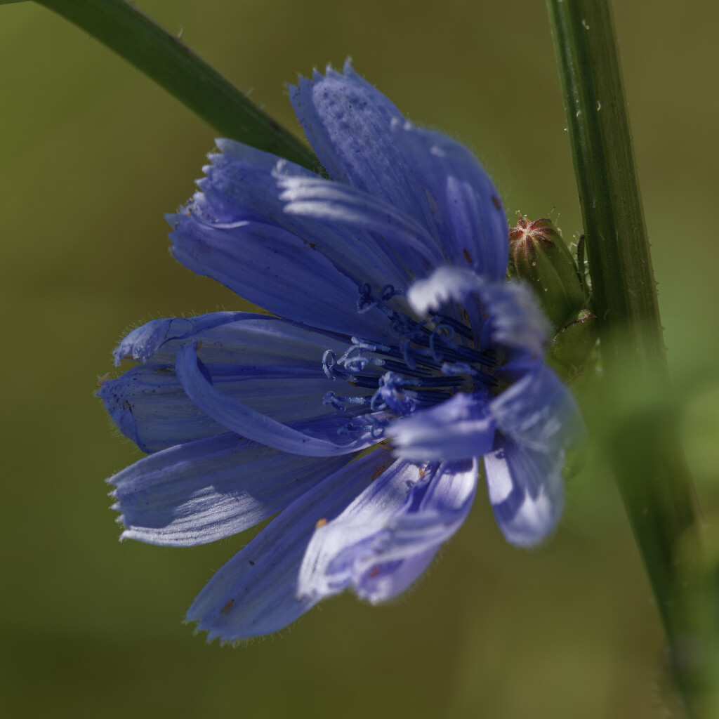 chicory by rminer