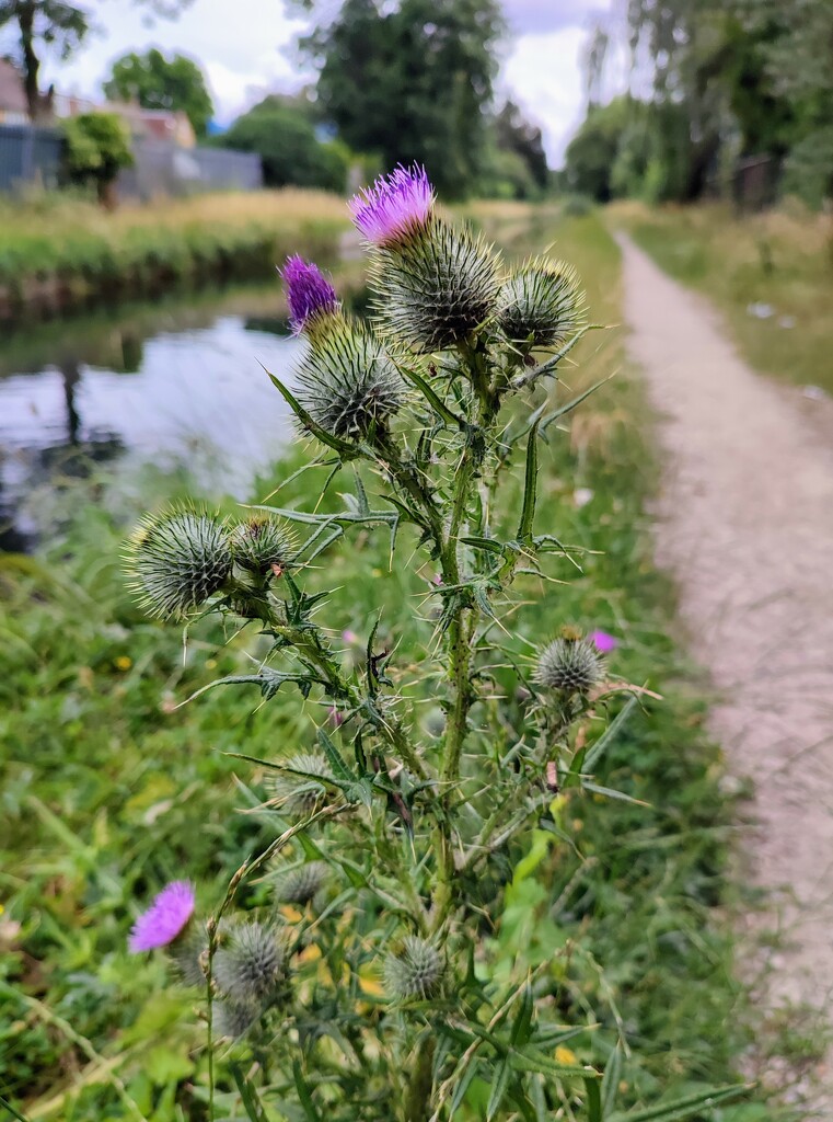 Thistles on the New River  by boxplayer