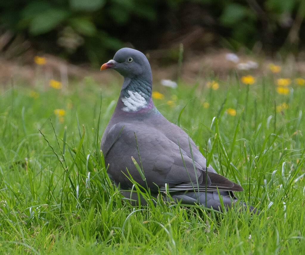 Woodpigeon by lifeat60degrees