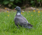 29th Jun 2022 - Woodpigeon