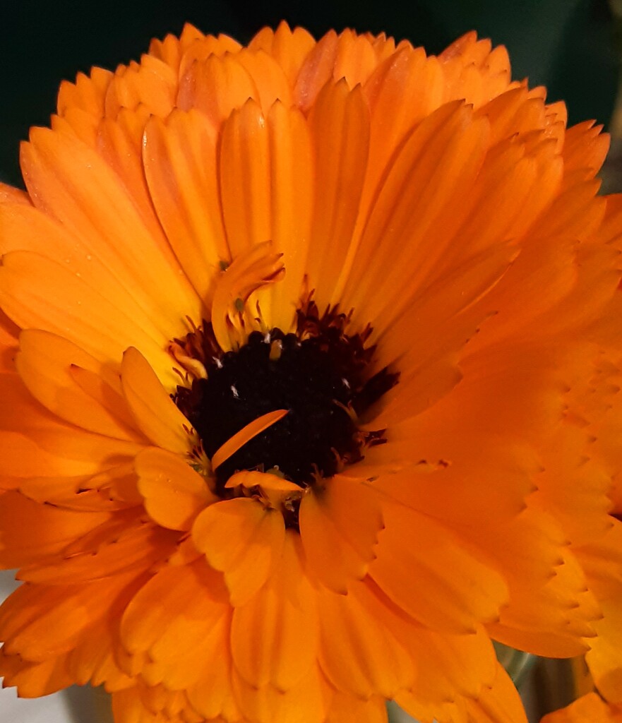 A vibrant orange Calendula.  by grace55