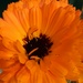 A vibrant orange Calendula.  by grace55