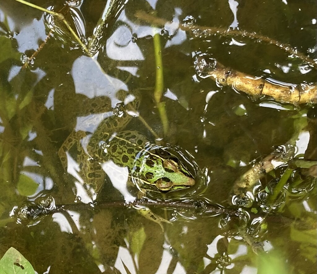 leopard frog by wiesnerbeth