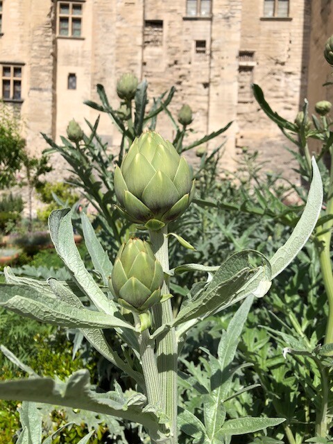 Artichoke growing in castle garden, Provence by swagman